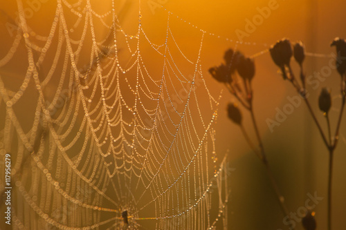 Spider web in the rays of the rising sun. Gold drops