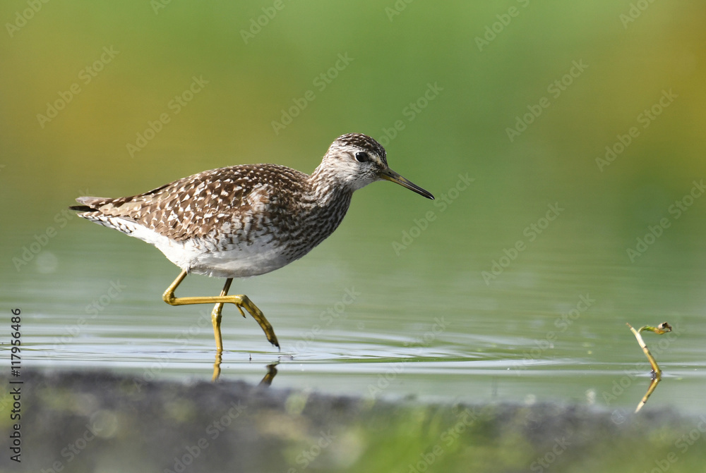 Wood Sandpiper (Tringa glareola) Wood Sandpiper (Tringa glareola)