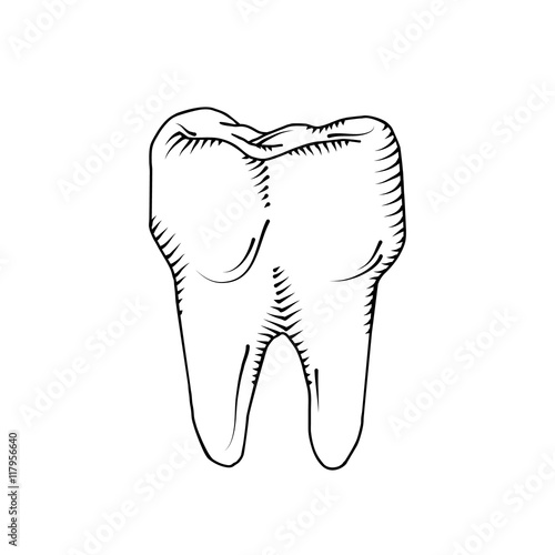 Illustration of tooth. Dental, medicine, health concept.