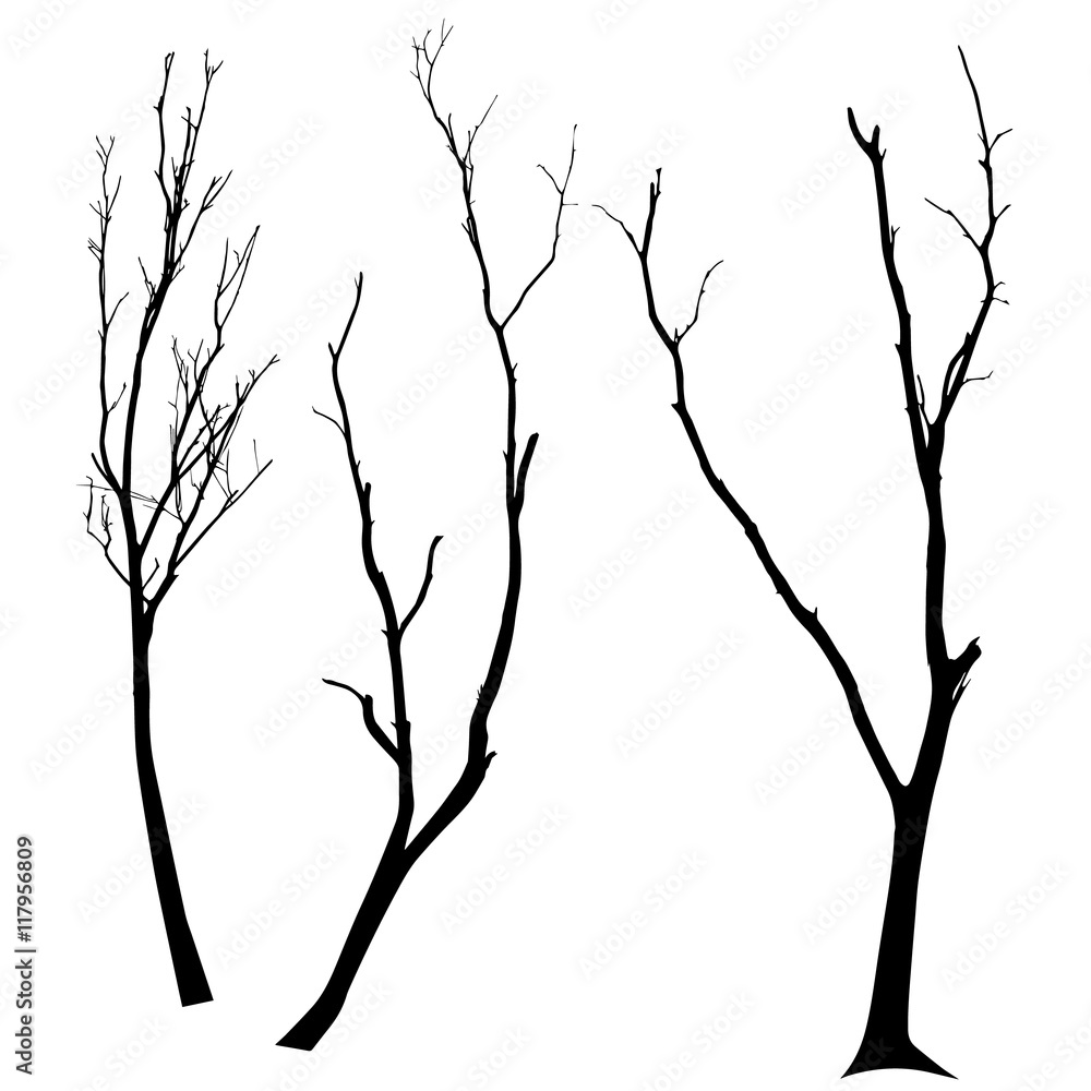 Fototapeta premium vector black silhouette of a bare tree