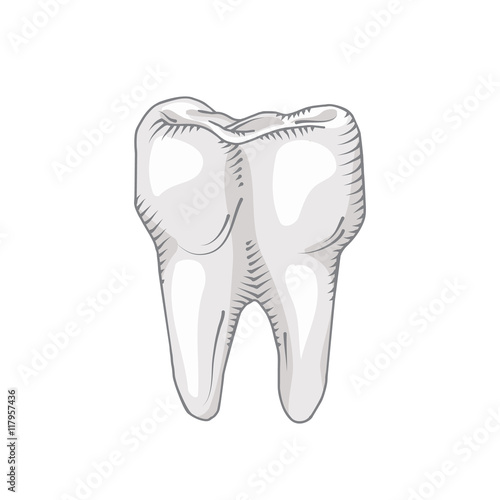 Illustration of tooth. Dental, medicine, health concept.