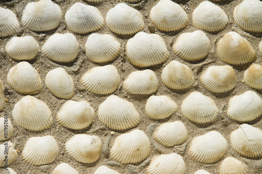 sea shells on sand.