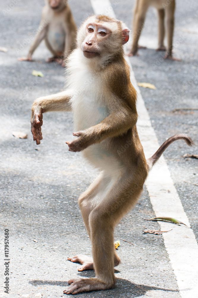 monkey on the road