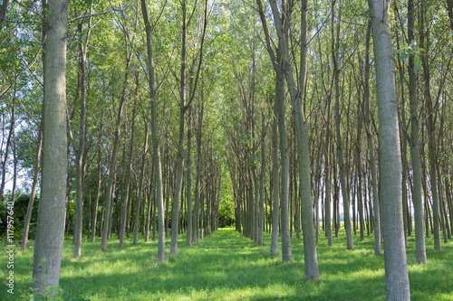 Fototapeta Naklejka Na Ścianę i Meble -  aligned trees