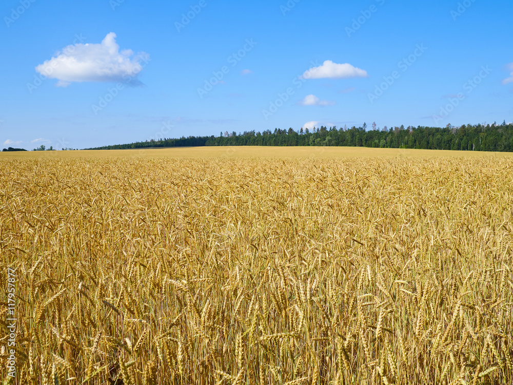 A wheat field, fresh crop of on a sunny day. Rural Landscape