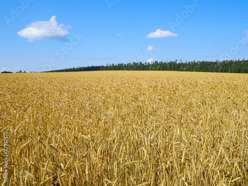 A wheat field  fresh crop of on a sunny day. Rural Landscape