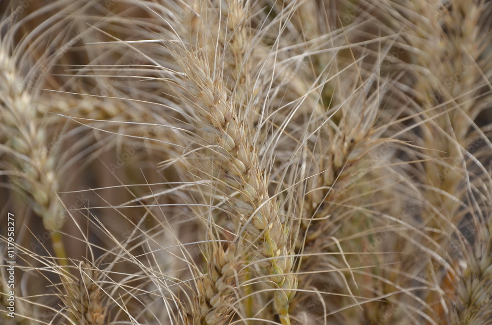 Spikes of golden wheat background, close up Spikes of golden wheat background, close up