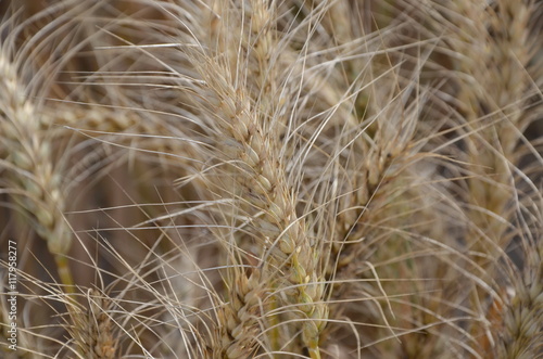 Spikes of golden wheat background, close up 