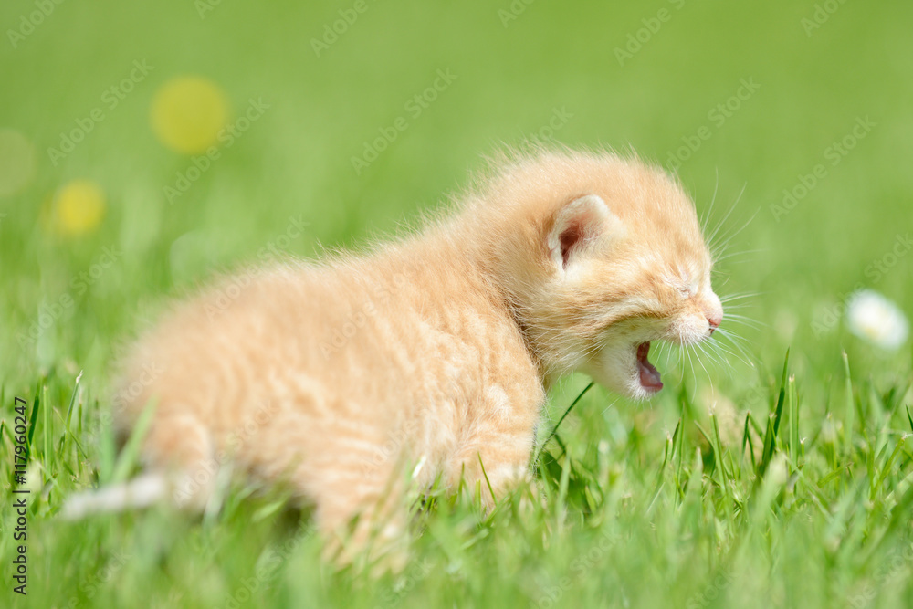 red kitten sitting on meadow and meows red kitten sitting on meadow and meows