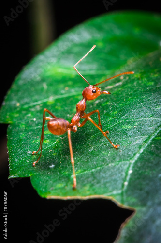 red ant turn back on the green leaf © borphloy