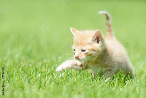 red kitten running on meadow © Carola Schubbel