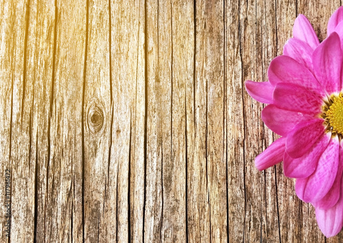 half of pink daisy flower on blurred wooden background with copy