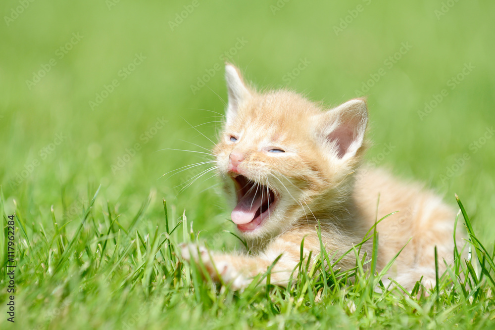 red kitten lying on meadow and yawning