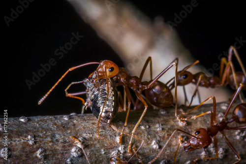 red ant carrying insect for eat