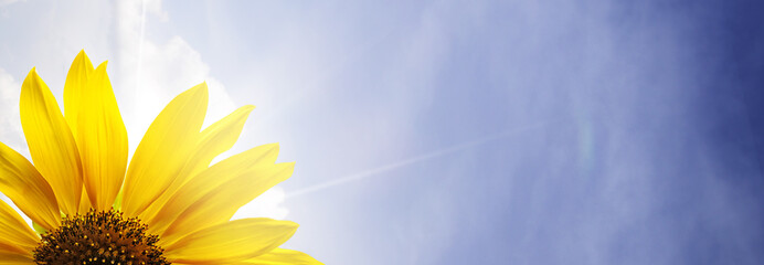 Wandcirkels Zonnebloem Bloeiende zonnebloemen op zomerveld  © Chepko Danil