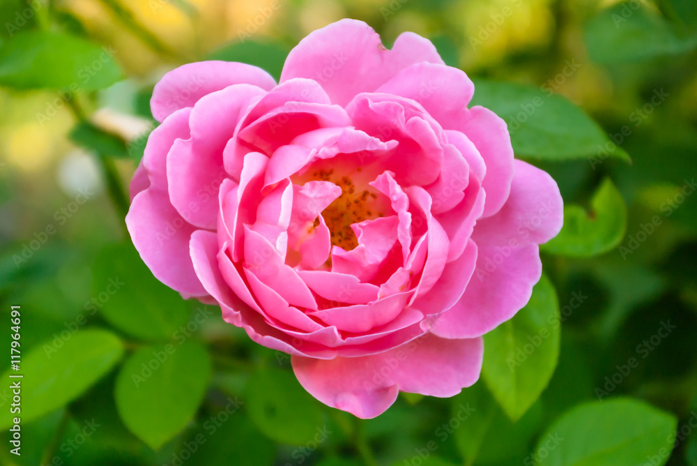 Roses with red petals. Roses with red petals.