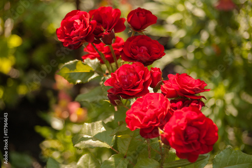 Roses with red petals.