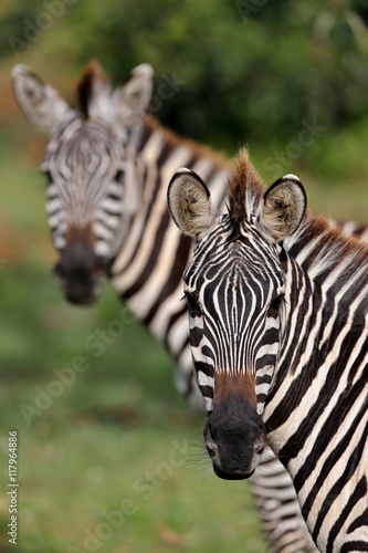 Zebras during the great migration in masai mara  wild africa  african wildlife  animals in their nature habitat