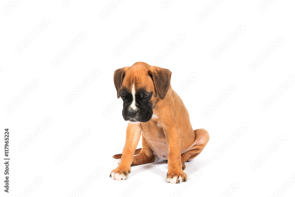 Boxer puppy dog