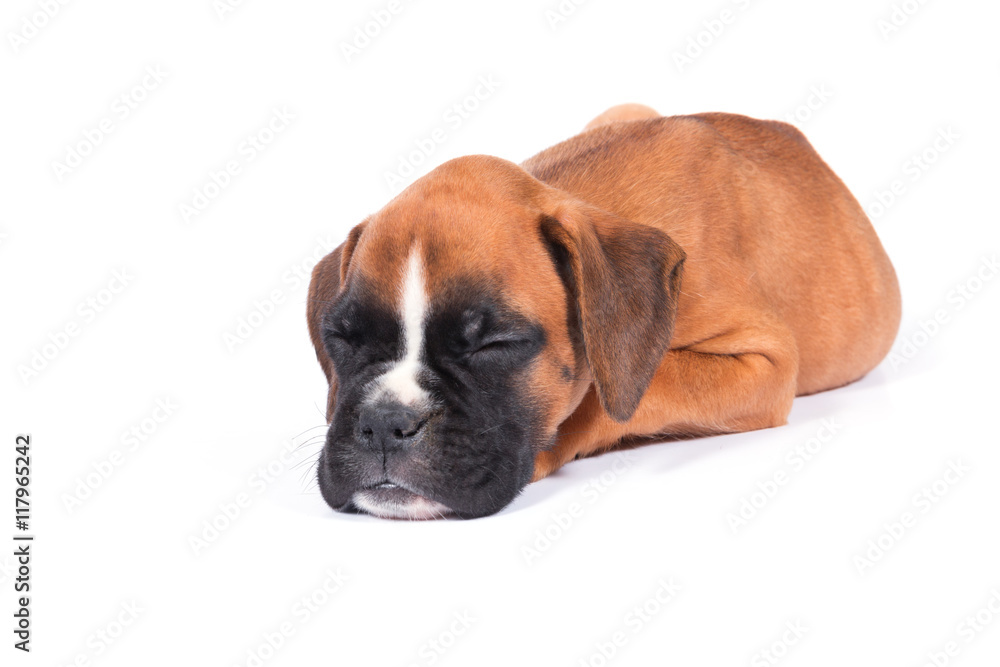 Boxer puppy dog