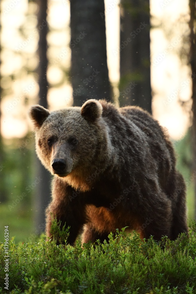 brown bear at sunrise in forest