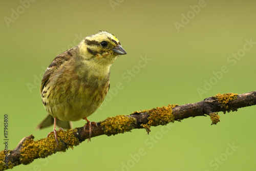 Yellowhammer (Emberiza citrinella)