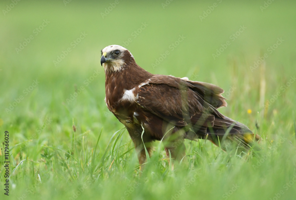 Fototapeta premium Marsh harrier (Circus aeruginosus) - female