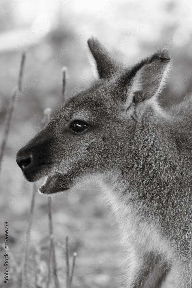 Wallaby Wallaby