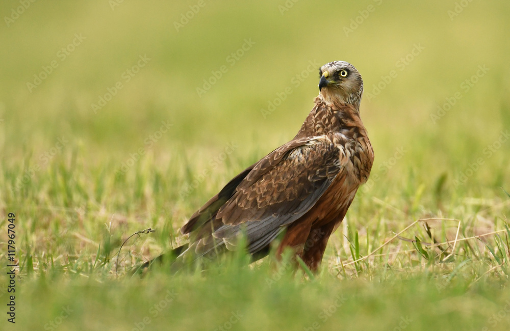 Marsh harrier (Circus aeruginosus) - male Marsh harrier (Circus aeruginosus) - male