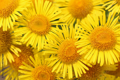 Bouquet of yellow daisies