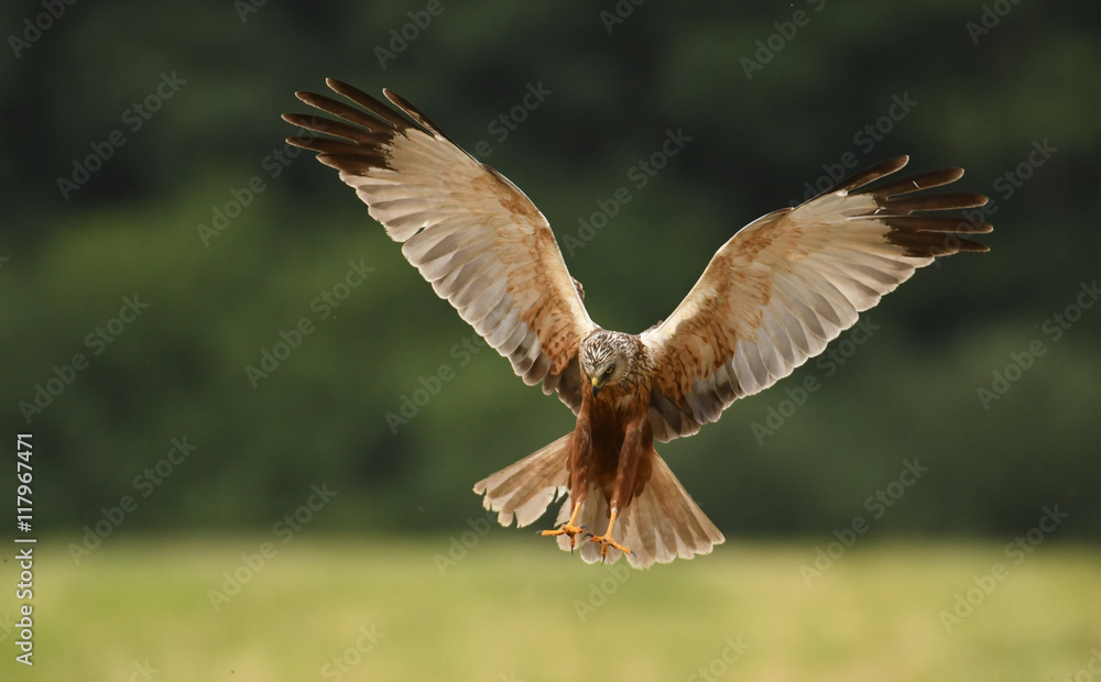 Marsh harrier (Circus aeruginosus) in spring scenery Marsh harrier (Circus aeruginosus) in spring scenery
