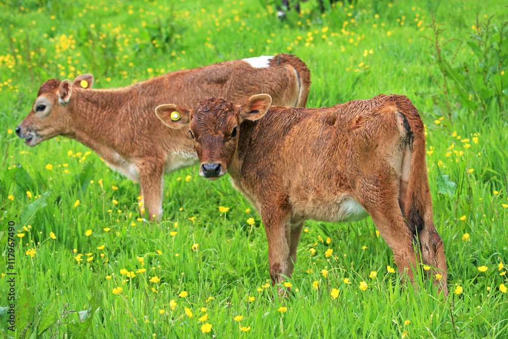 Fototapeta premium Calves in a field