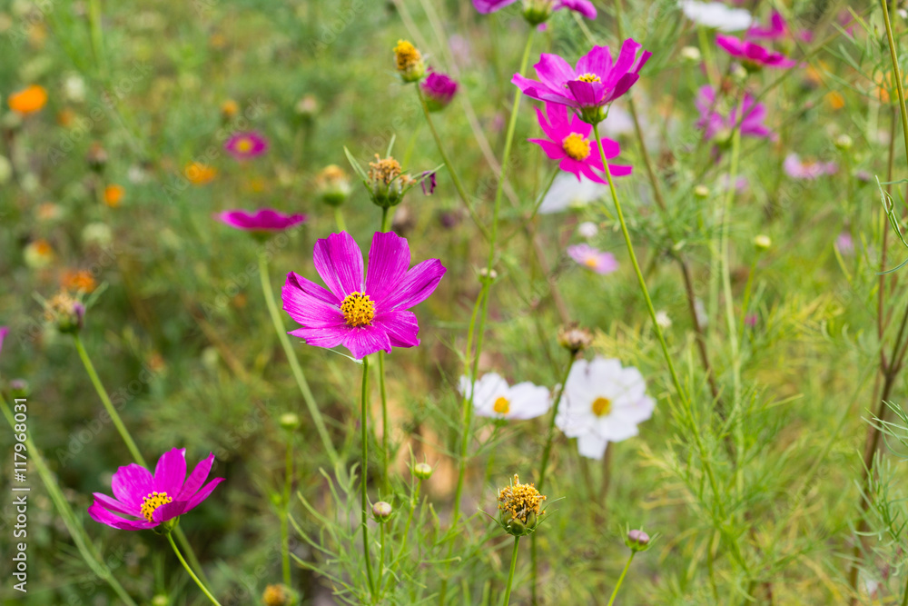 bright colorful flowers in green summer garden