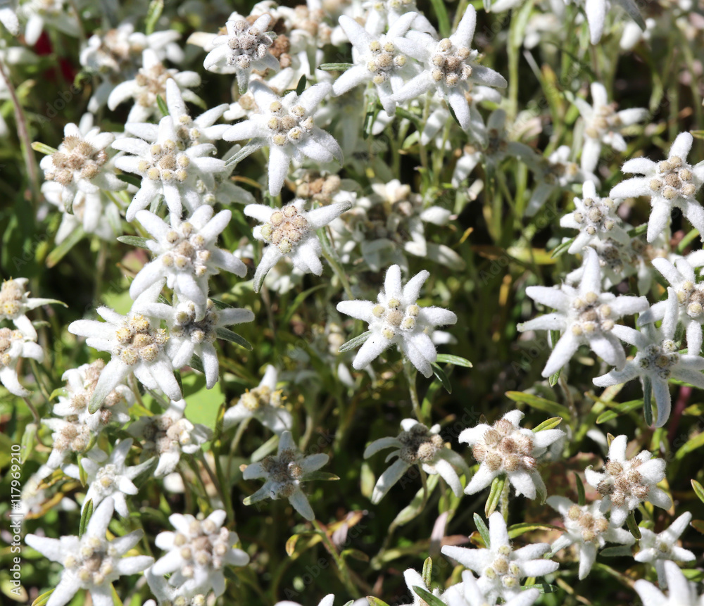 edelweiss flowers on the meadow in the Dolomites edelweiss flowers on the meadow in the Dolomites