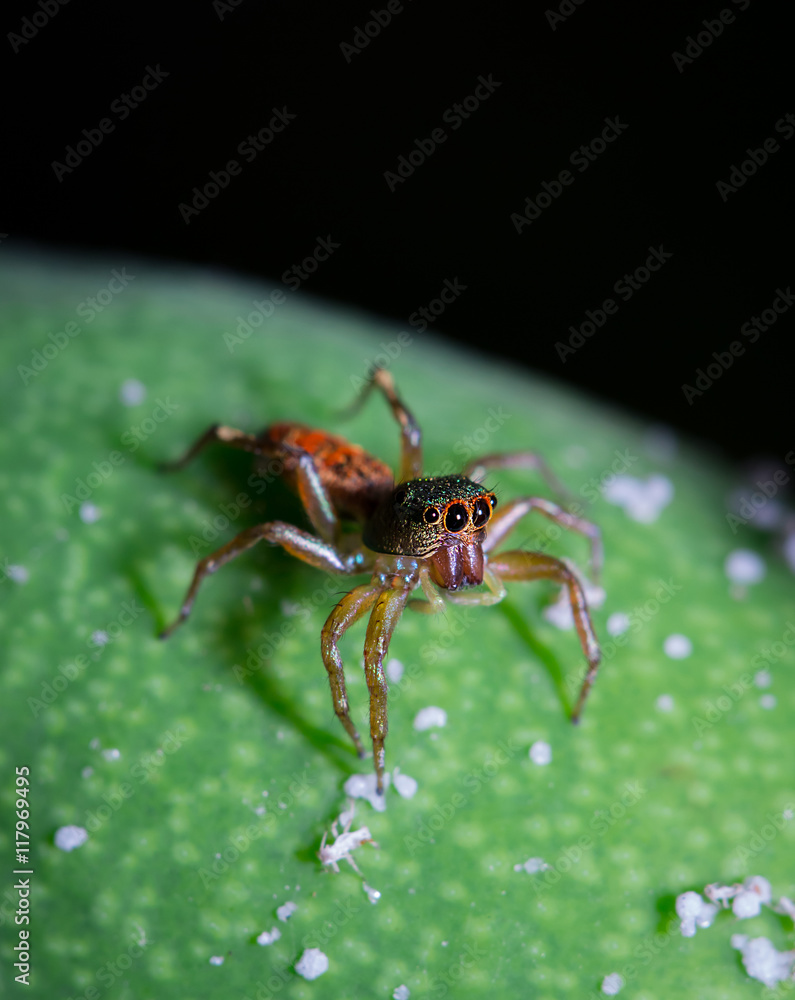 green and red spider on the mango green and red spider on the mango