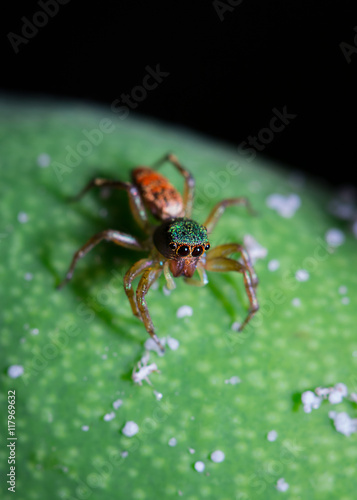 green and red spider on the mango