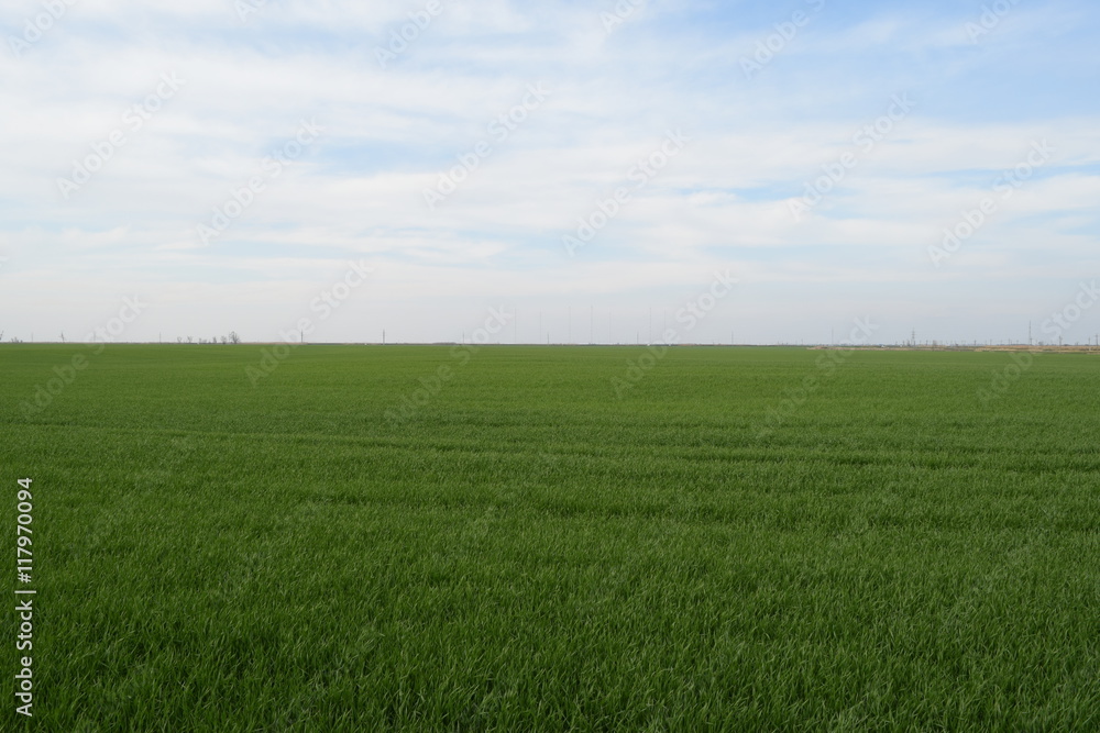 Field of young wheat in the spring Field of young wheat in the spring