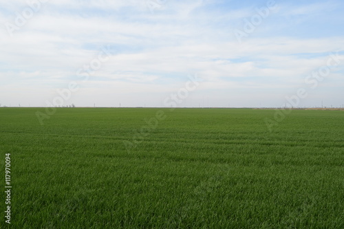 Fototapeta Naklejka Na Ścianę i Meble -  Field of young wheat in the spring