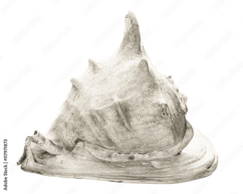 Large gray seashell isolated on white background. Large gray seashell isolated on white background.