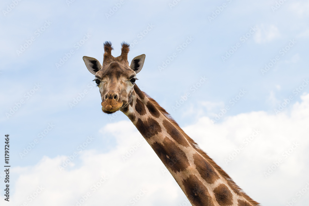 Naklejka premium Giraffe portrait wild zoo. Close up shot.