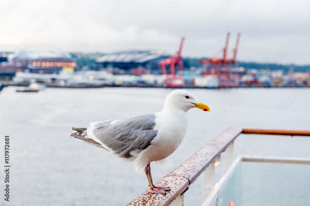 Obraz premium Seagull with Freight in Background