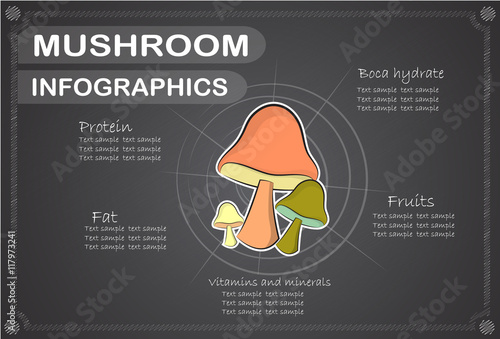 Mushrooms  infographics, Vector illustration.