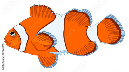 tropical clown fish - vector illustration