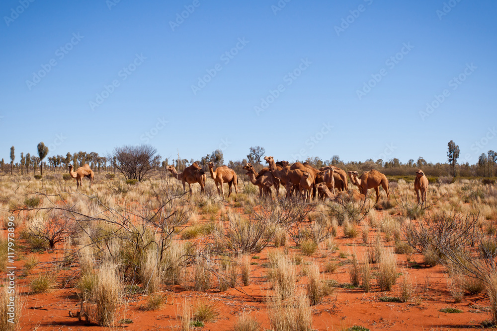 Feral Camels in Outback Desert Australia Feral Camels in Outback Desert Australia