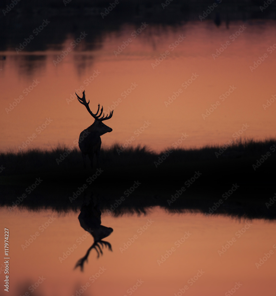 cerf brame chasse reflet mammifère sauvage nature étang levé