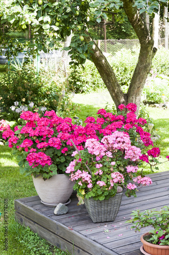 Many blooming pink pelargonia flowers