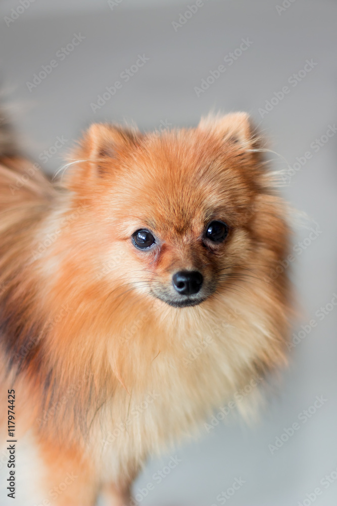 a cute Pomeranian dog