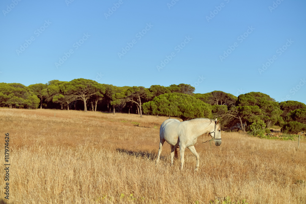 Beautiful white horse in the field, sunny outdoors background Beautiful white horse in the field, sunny outdoors background