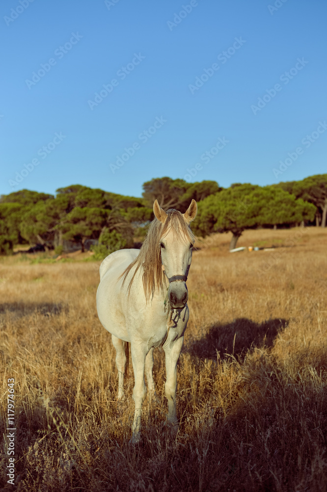 Obraz premium Beautiful white horse in the field, sunny outdoors background