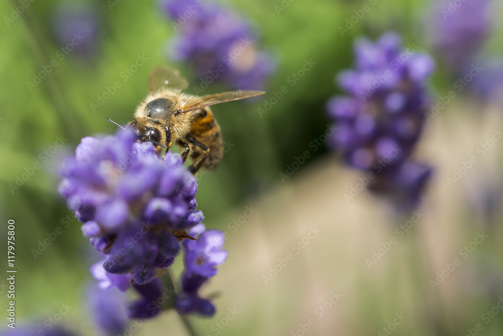 Nahaufnahme einer Biene auf blühendem Lavendel Nahaufnahme einer Biene auf blühendem Lavendel
